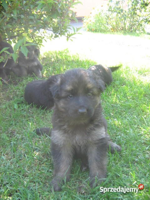 owczarek niemiecki Siedlce