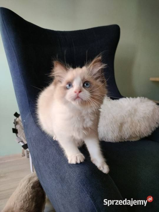 Piękneprzttulaśne kocięta Żarów