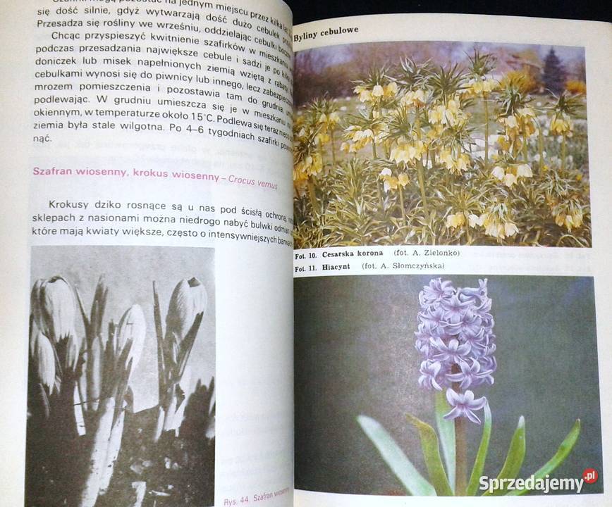 Działka piękny bukiet Izabela Kiljańska Chełm sprzedam