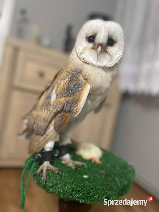 Sowa Pomykówka Barlinek