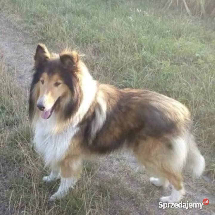 Pies Owczarek Szkocki Collie Owczarek Koźmin Wielkopolski sprzedam