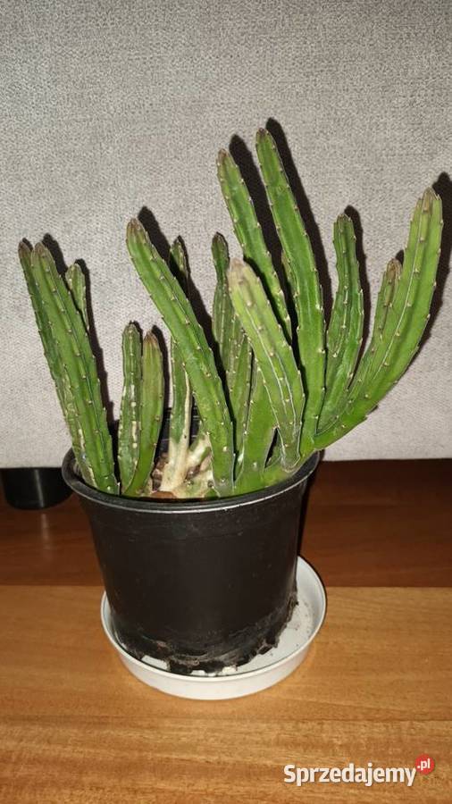 Stapelia 2 sukulent roślina rosnąca