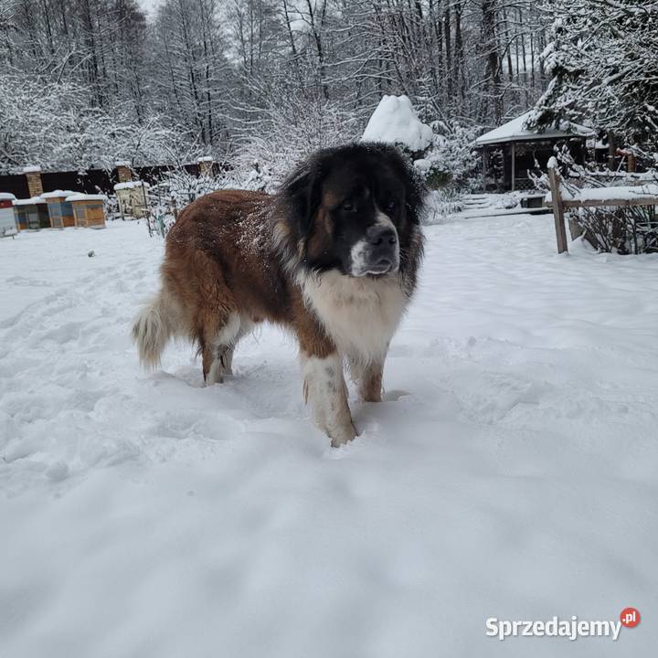 moskiewski pies stróżujący szczeniaki Białystok