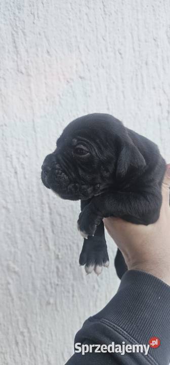 Cane Corso szczenięta na sprzedaż pomorskie Sadłuki sprzedam