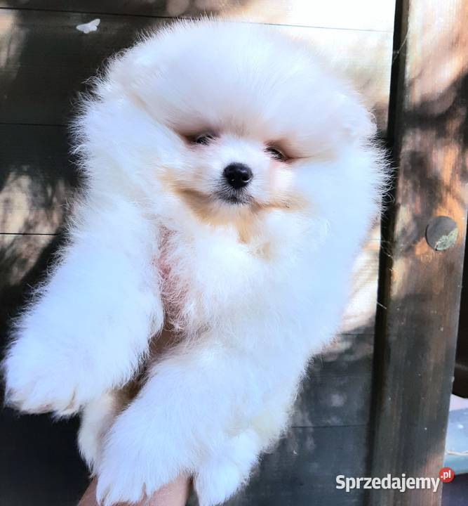 Szpic miniaturowy pomeranian bialy miś Pabianice sprzedam