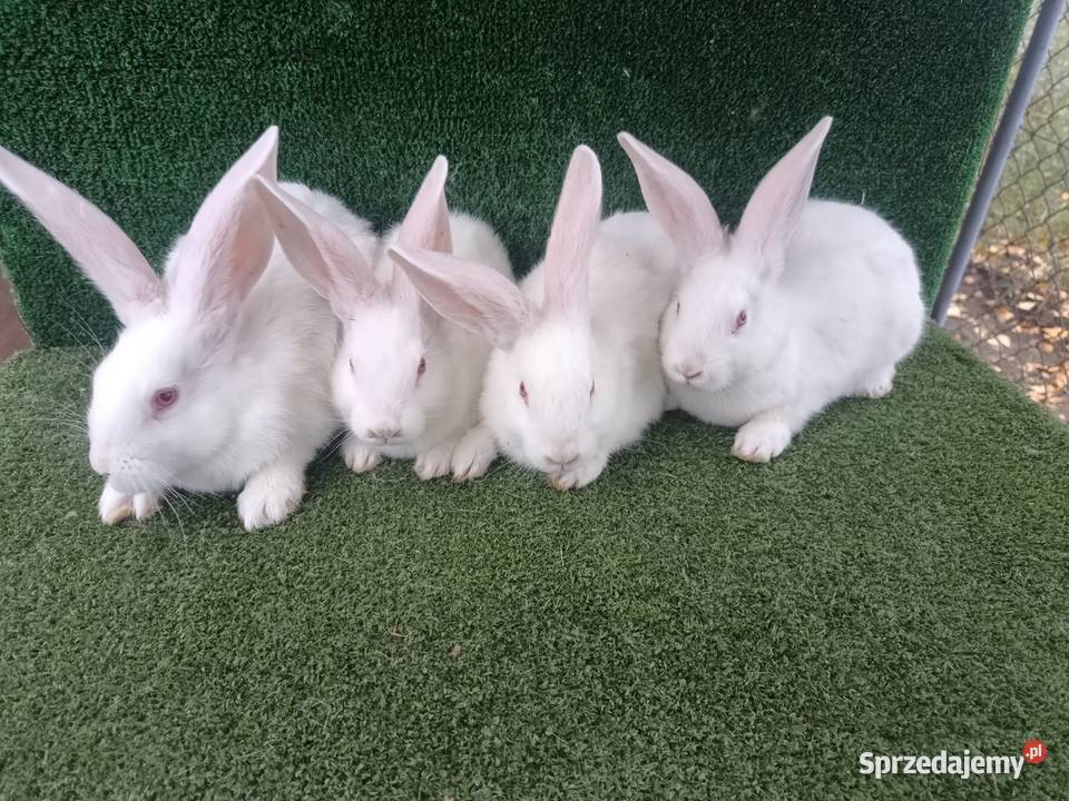 Króliki mieszańce Belgtermondzki biały