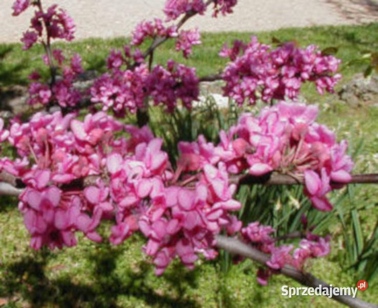 JUDASZOWIEC KANADYJSKI Cercis canadensis NASIONA Lubanie