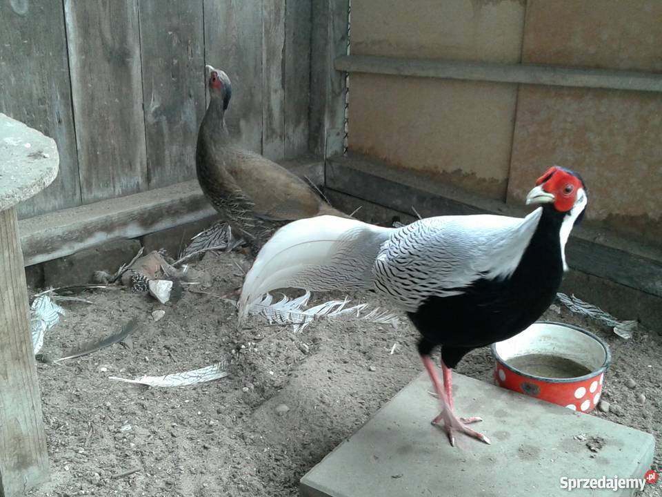 bażanty srebrne Strzebiń sprzedam