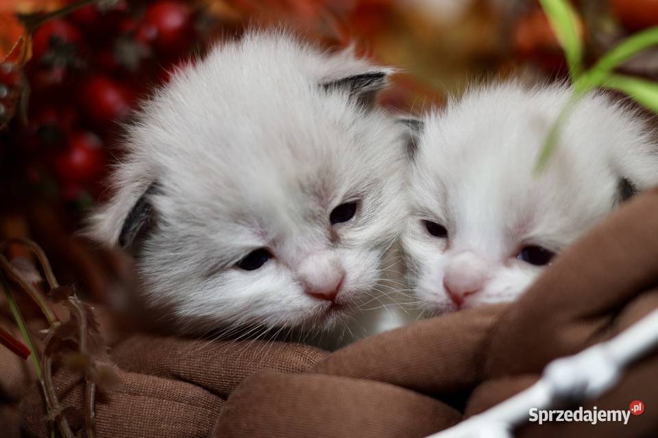 Ragdoll dwa kocurki bicolor Zwierzęta Piorunówek