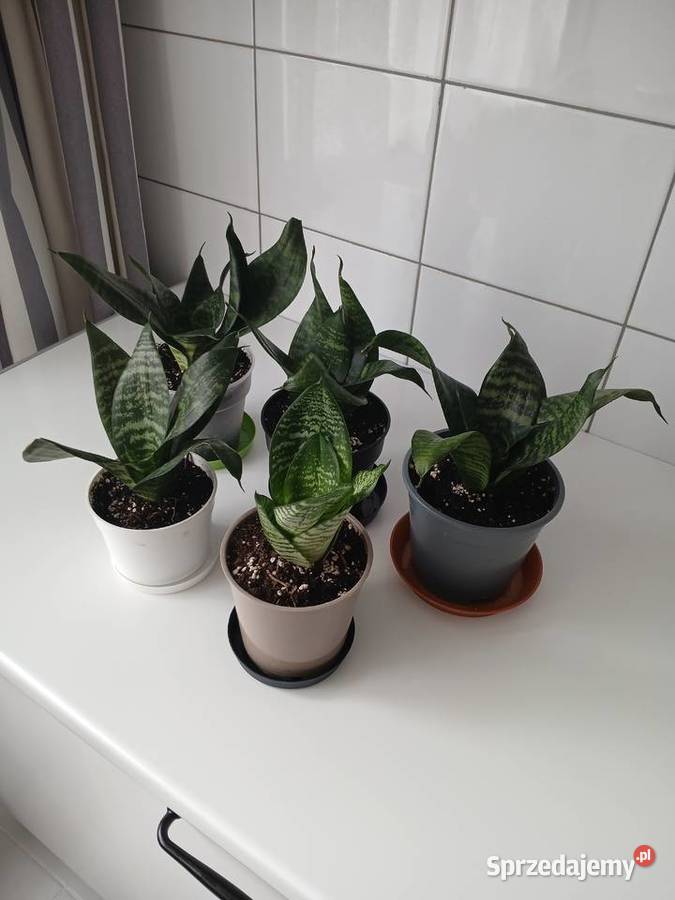 Sansewieria Green Hahnii miniaturowa Częstochowa sprzedam