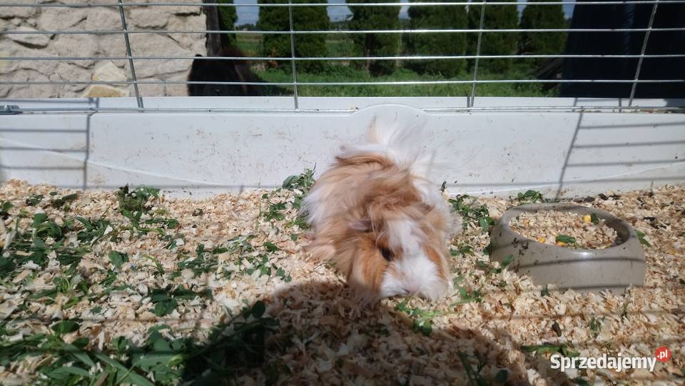 Świnki morskie rozetki lubelskie Zamość