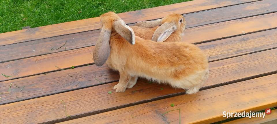 Sprzedam króliki hodowlane udomowione i na mięso Straszewo