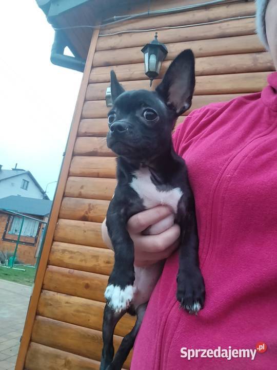 Piesek chihuahua Warszawy Płońsk