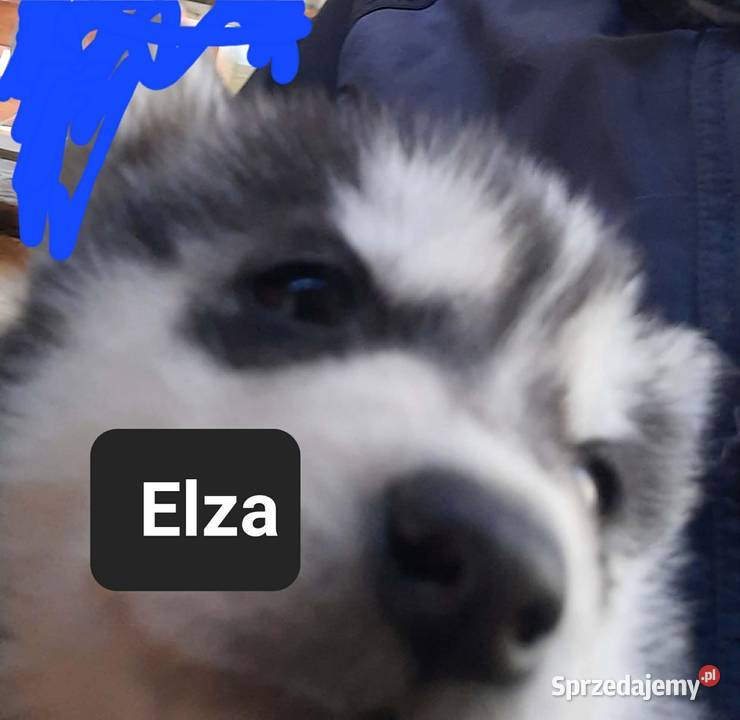 Dostępne szczeniaki rasy Syberian husky Reda