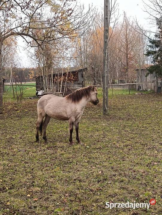 Dwie klacze Wólka Miedzyńska
