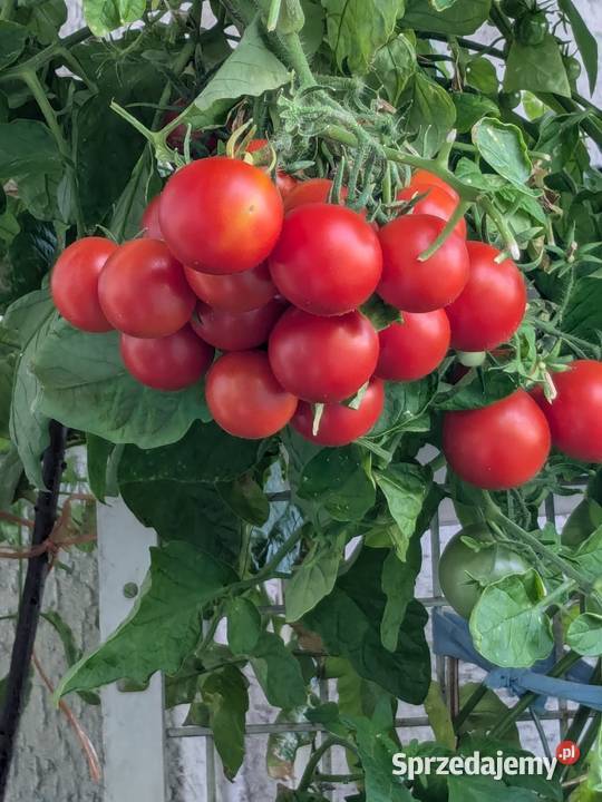 Pomidor rosyjski Balkonowe Cudo nasiona kolekcja