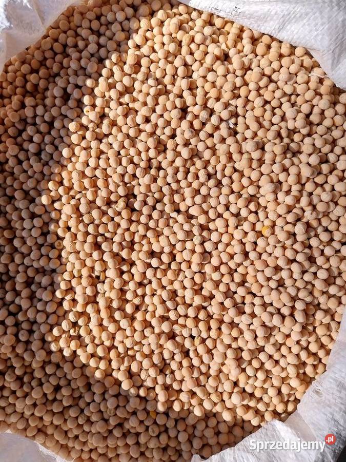 Groch Wyka Peluszka Gorczyca Pińczów