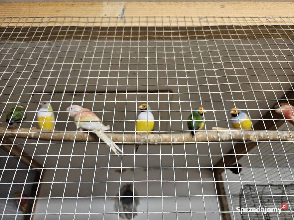 Papugiptaki podkarpackie Haczów