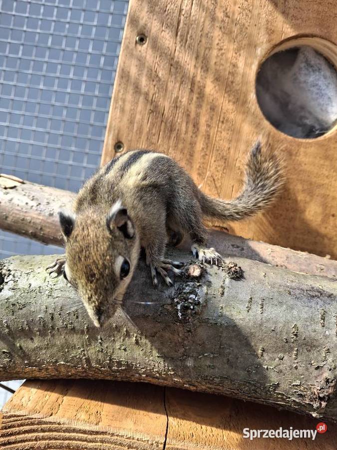 Wiewiorka chińska Pionki