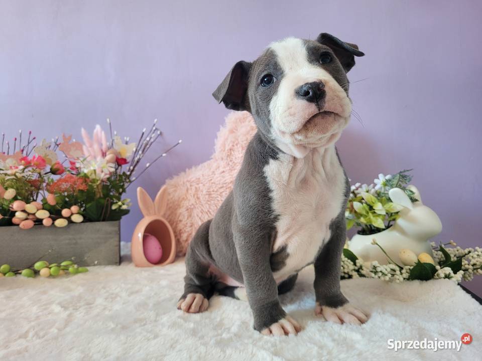Śliczne szczeniaki amstaff Kraków