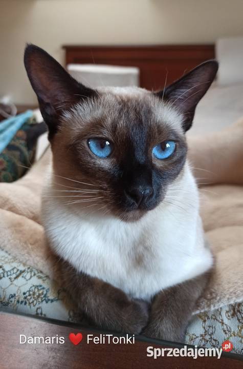 Kot tonkijski kocięta tonkijskie syjamski dolnośląskie Jelenia Góra sprzedam