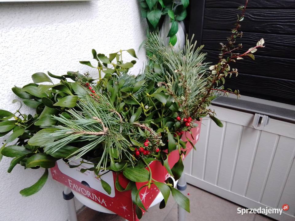 Jemiołka pęczki kulki Poznań