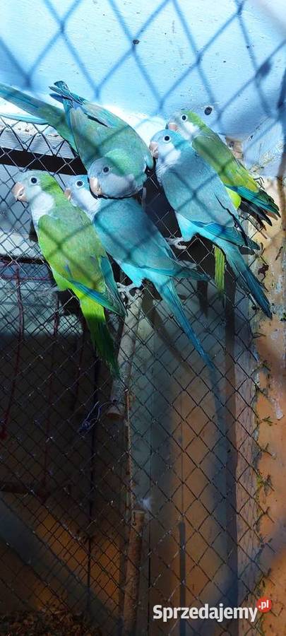 Mnichy nizinne Łużna