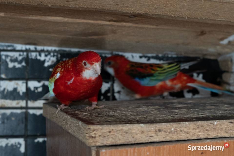 Sprzedam Rozelle Białolica para Chmielnik