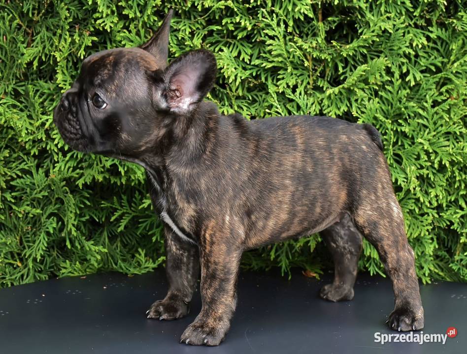 Piękne szczenięta buldoga Buldog Warszawa