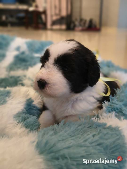 Bearded collie szczeniaki FCI Pozostałe Stargard
