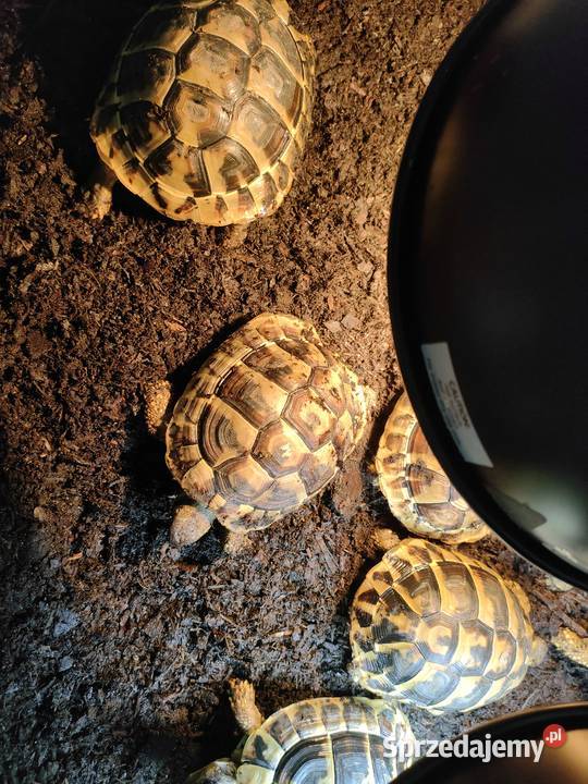 żółw Grecki Żółw Olsztyn samiec samica Cites 357
