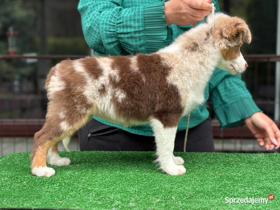 miniaturowy owczarek amerykański mini aussie Toruń