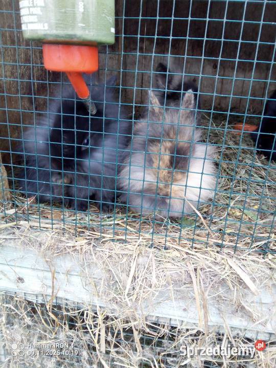 Króliki Miniaturki Izbica-Wieś