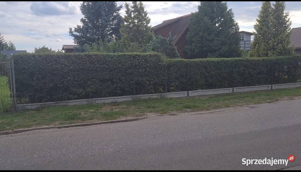 Sprzedam działke ROD Gdańsk