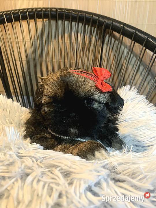 ShihTzu zachodniopomorskie IV pokrodowodem Kozy