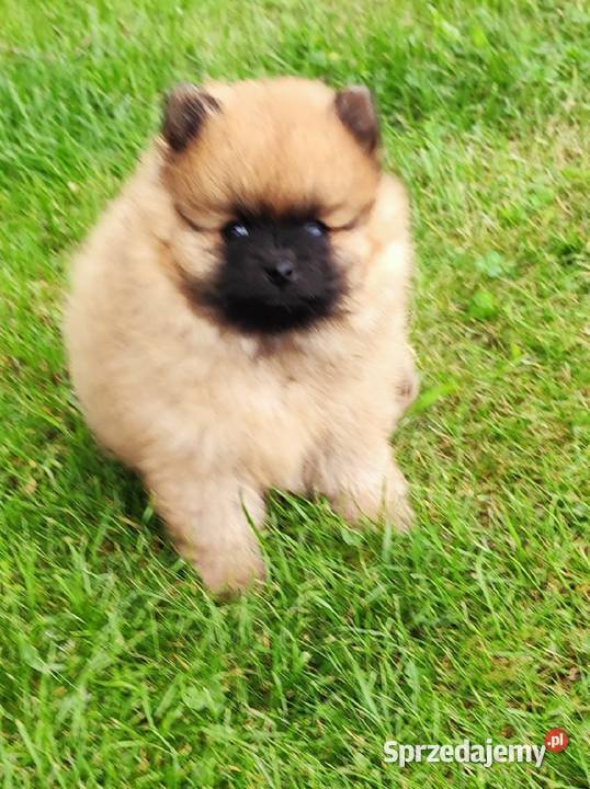 Szpic miniaturowy pomeranian cudny piesek Działdowo