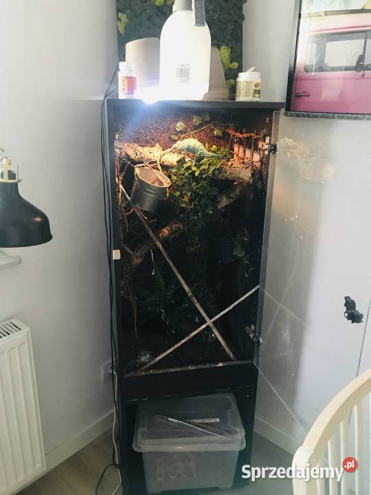 Terrarium kameleona 2 kameleony lamparcie
