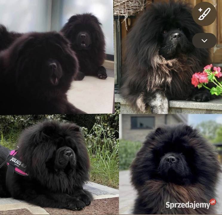 Chow Chow Czarne Szczeniaki świętokrzyskie Kielce sprzedam