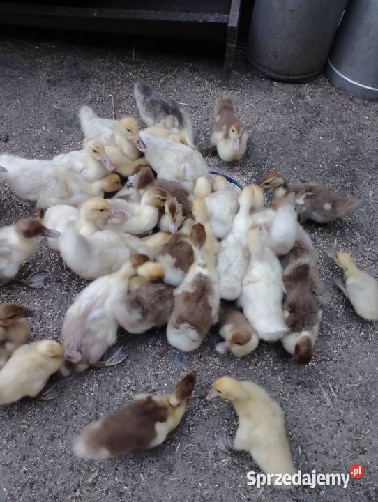 Kaczki piżmowe Skrudki