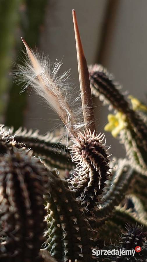 Echidnopsis chrysantha sukulent miniatura Warszawa