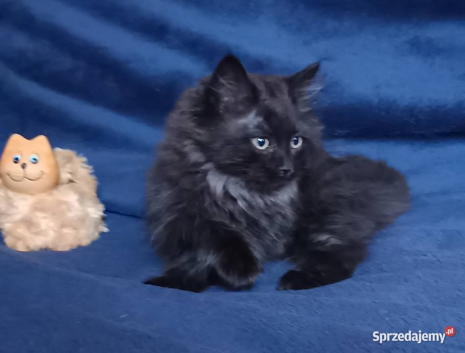 Koty Syberyjskie LUKSUS ZKolakowegoDomu wielkopolskie Kwilcz sprzedam