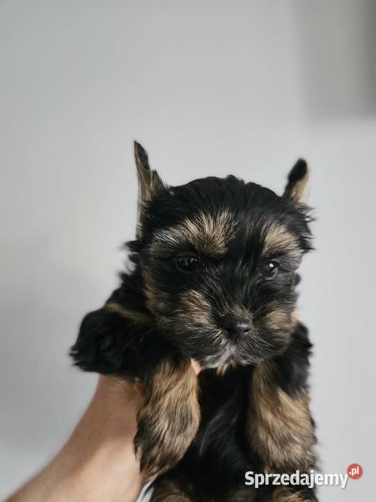 Suczka Yorkshire Terrier Black Tan Częstochowa