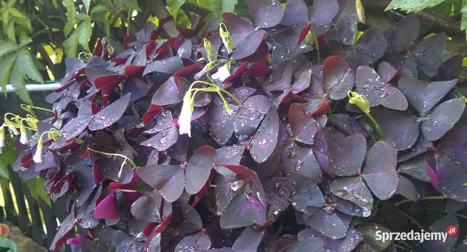 Szczawik trójkątny purpurowy koniczynka bulwy Pszczyna