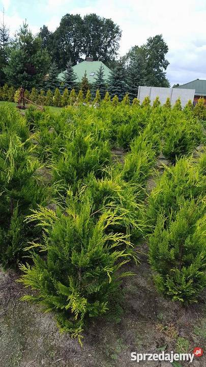 Cyprysik Lawsona złoty 100120 PRODUCENT Rydzyny