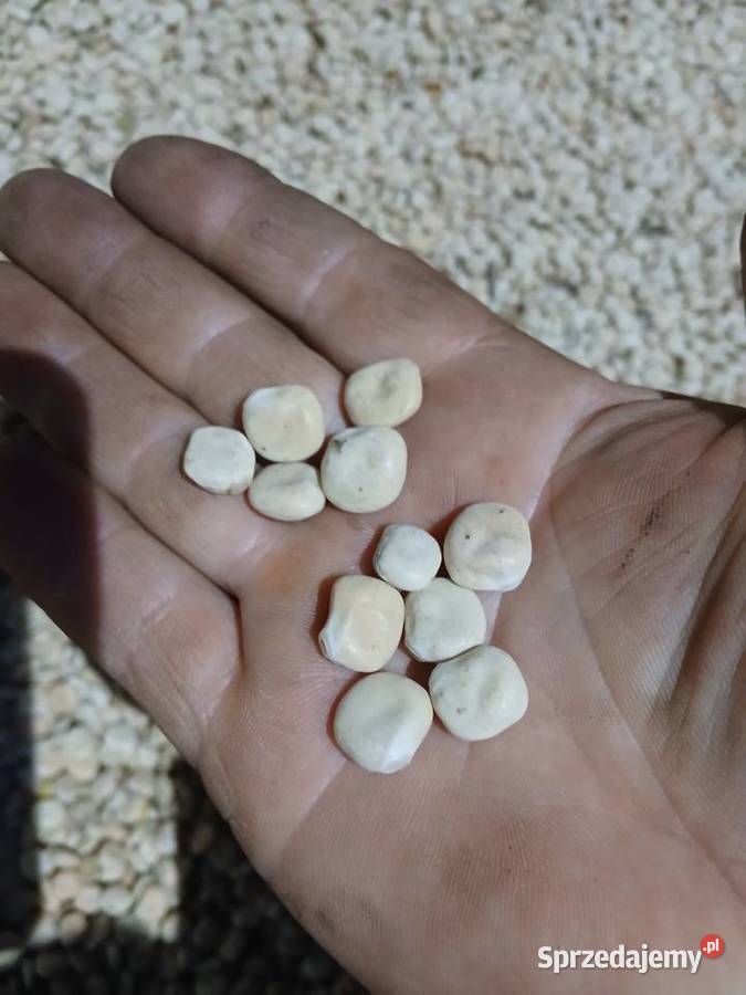 Sprzedam łubin Butan