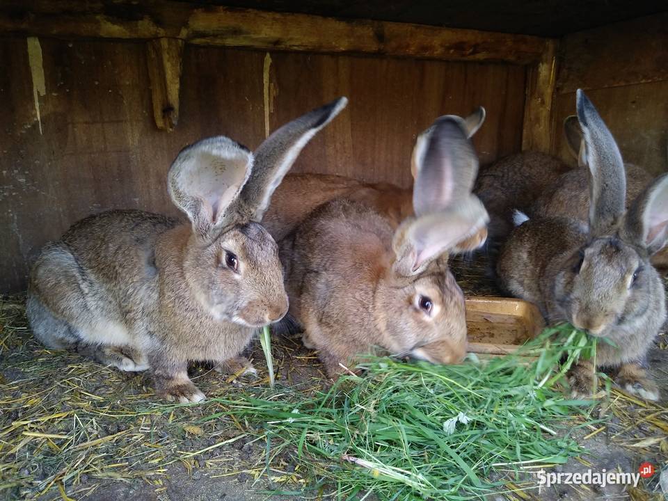 Króliki mieszańce nowozeland z belg Warszkowo