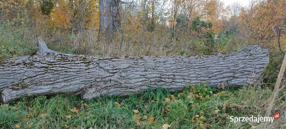 Kłoda topolowa sprzedam lubelskie Tokarówka