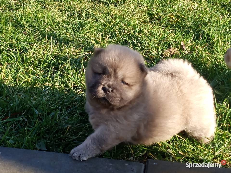Chów chow szczeniaki opolskie Jasienica Dolna
