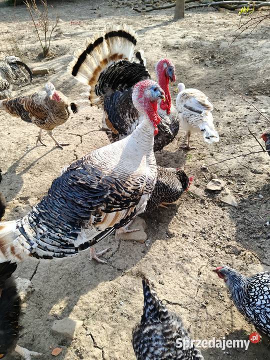 Indyk Indor odbiór w Przemyślu Przemyśl sprzedam
