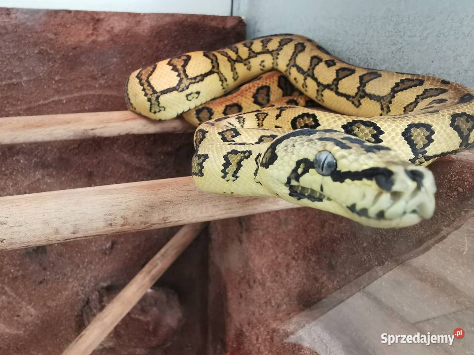 Terrarium morelia spilota śląskie Jaworzno